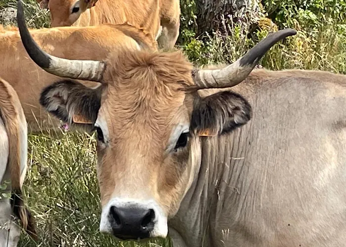 Lou Aubrac Hebergement Aux Portes De L\'Aubrac