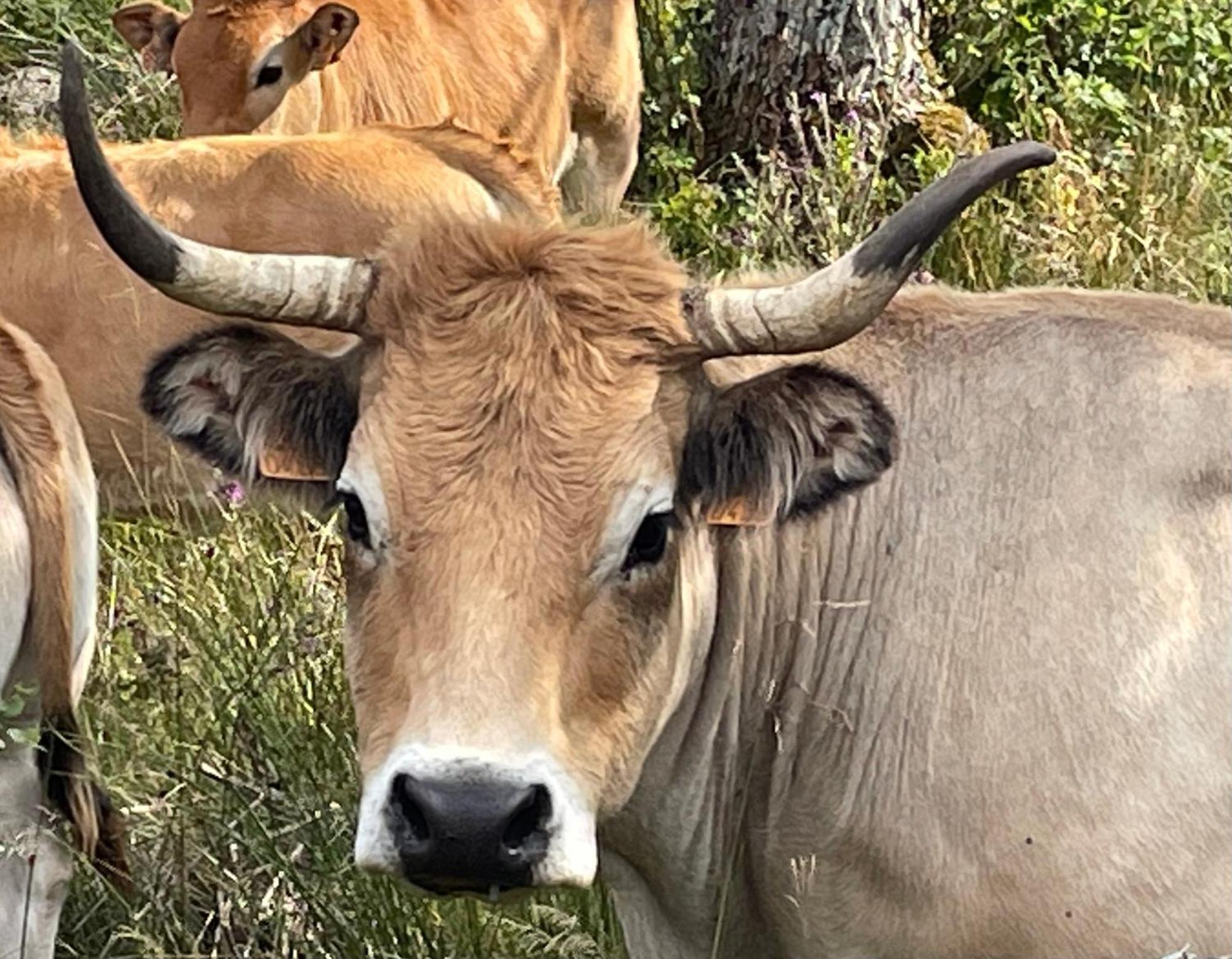 Lou Aubrac Aux Portes De L'aubrac Holiday home *